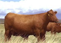 Red Angus Cattle Herd Info