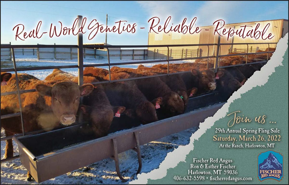 2022 Best Red Angus Bulls For Sale Fischer Red Angus Montana
