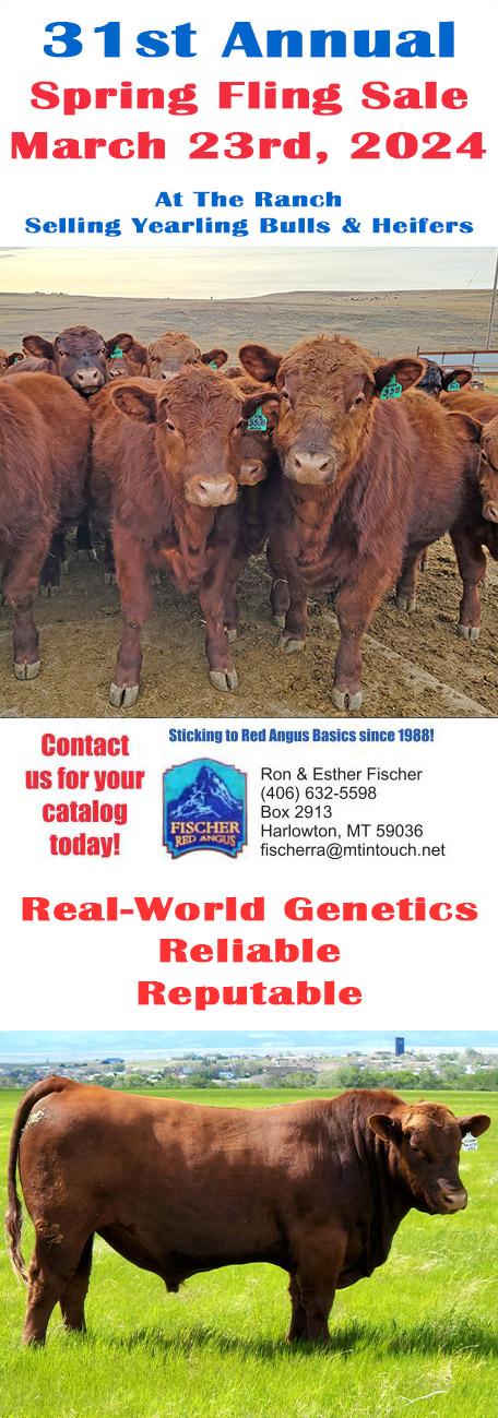 Fischer Red Angus Spring Fling Bull Sale
