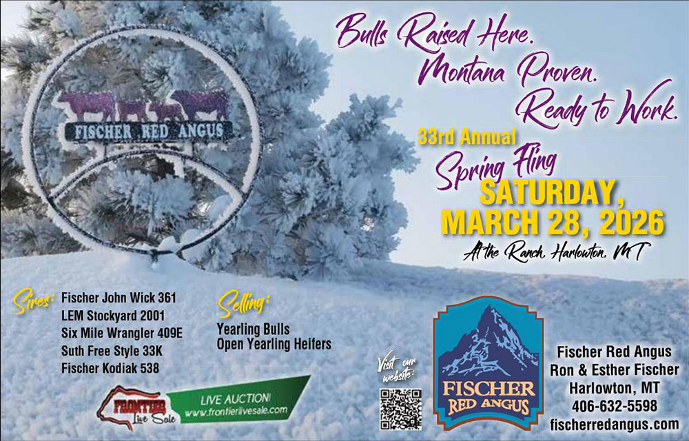 Fischer Red Angus Montana Bull Sale Feb 2026
