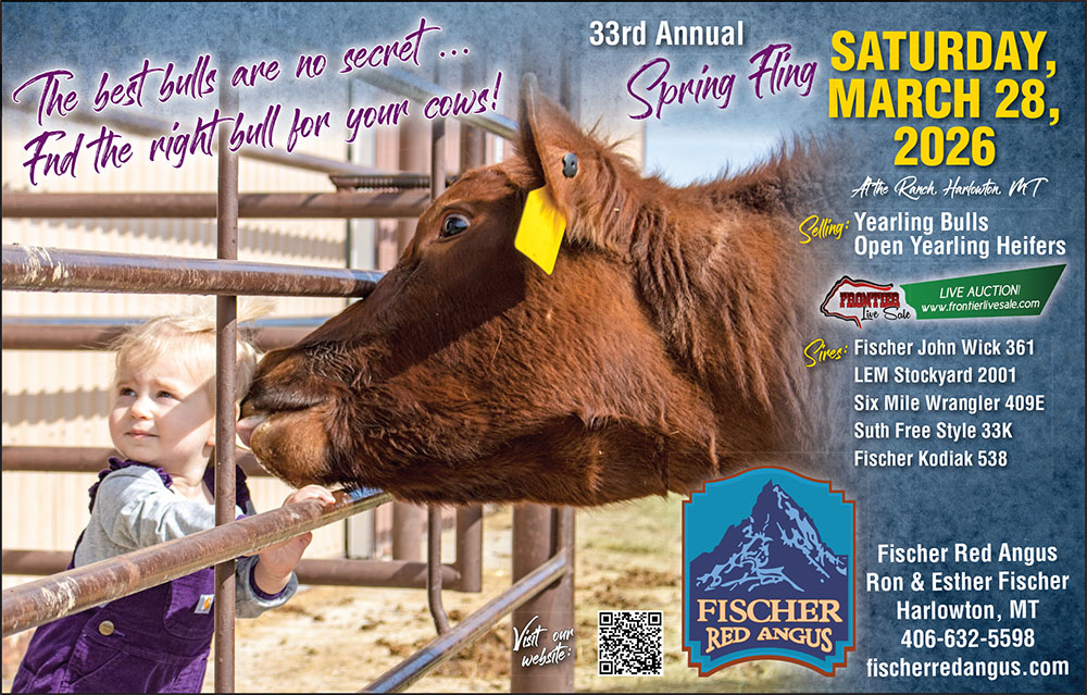 Fischer Red Angus Montana Bull Sale Jan 2026