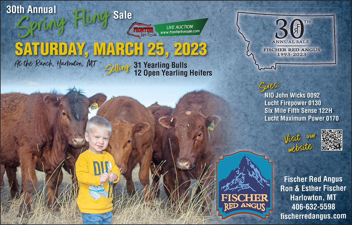 Fischer Red Angus Montana Bull Sale March 2023