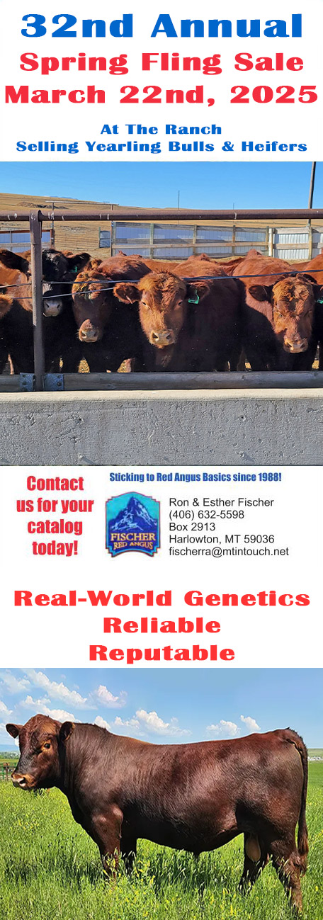 Fischer Red Angus Spring Fling Bull Sale