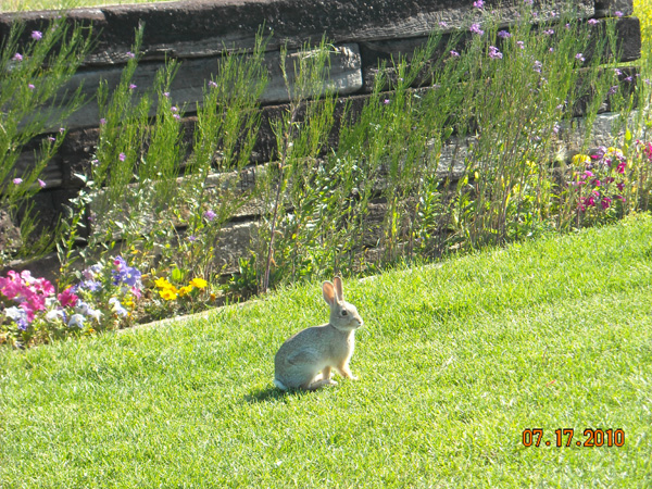2010_Rabbit.JPG