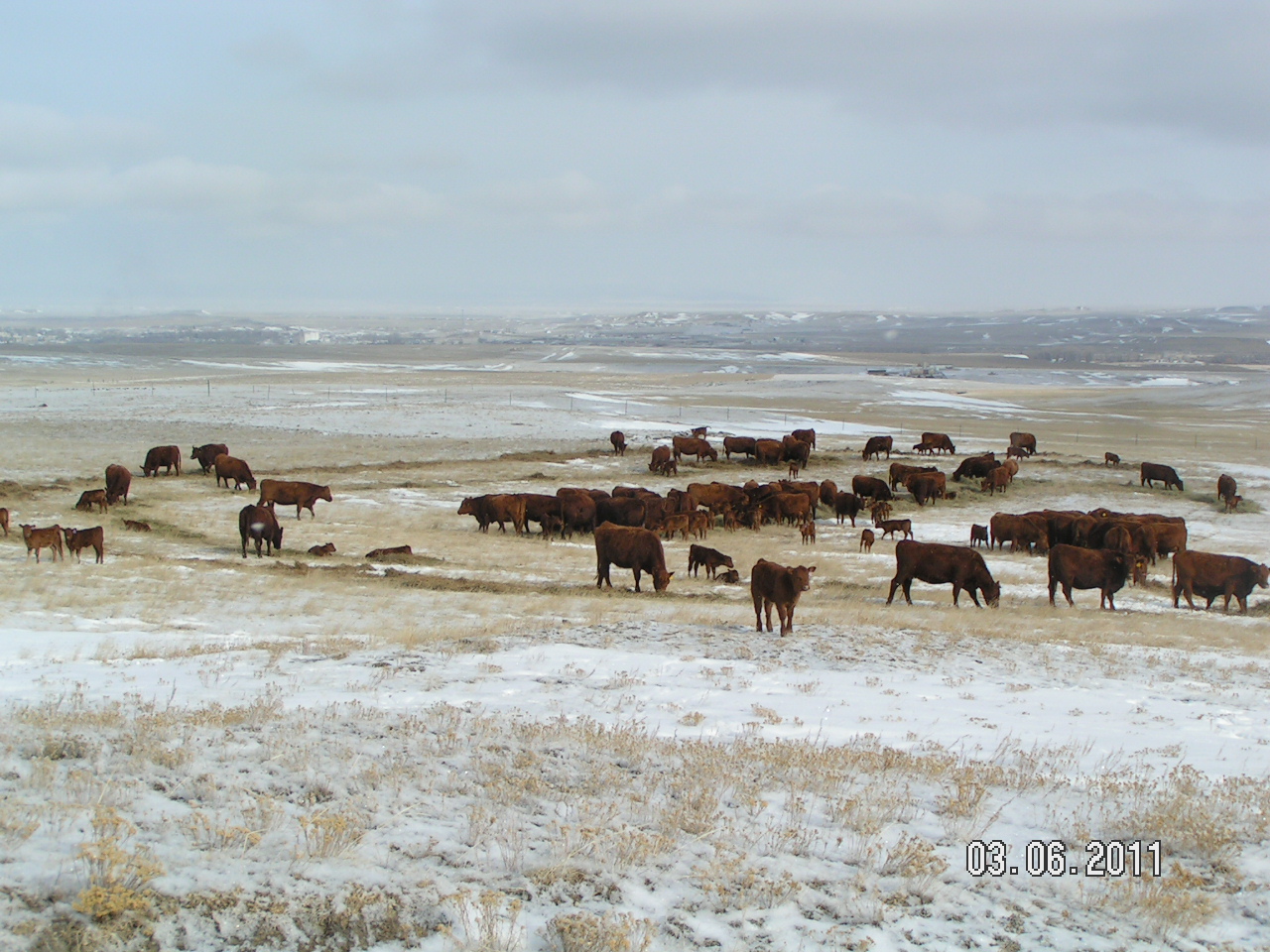 2011_Winter_Cattle.JPG