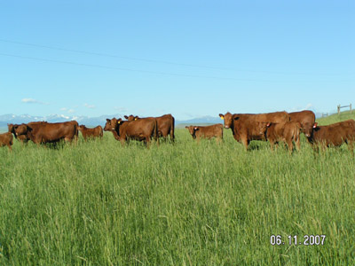 Herd07.jpg