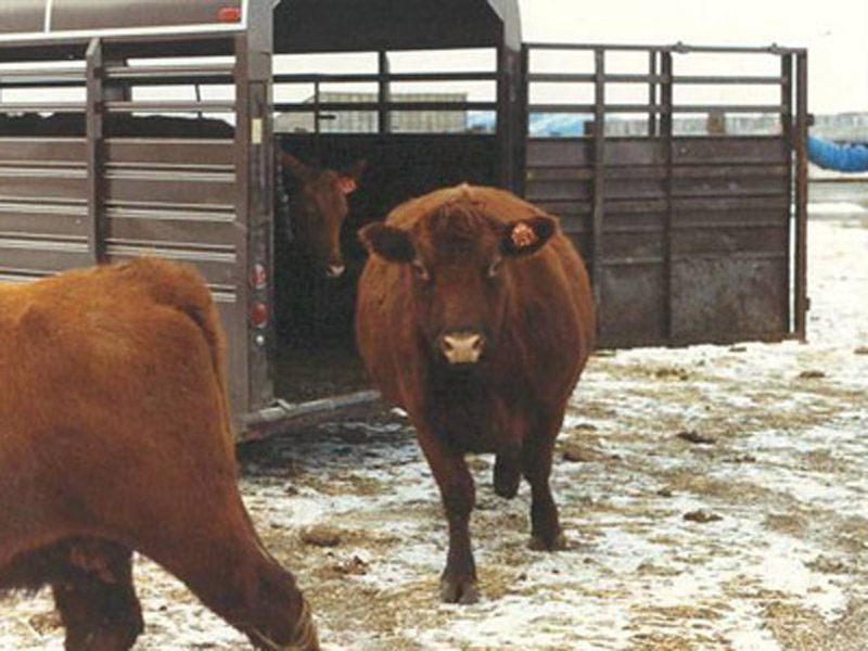 First Five Red Angus Cows