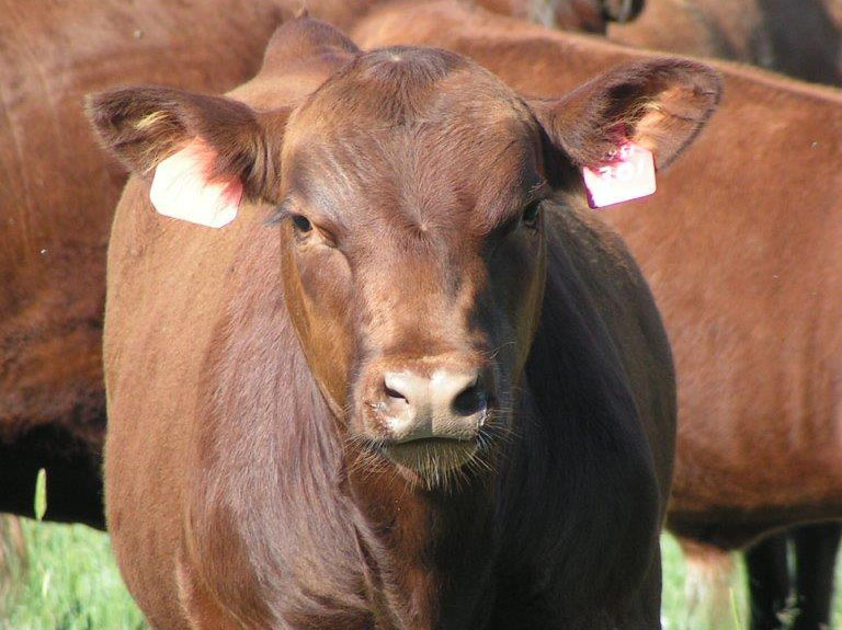 Fischer Red Angus Cattle For Sale Yearling Bulls