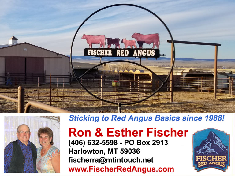Fischer Red Angus Harlowton Montana Contact Info