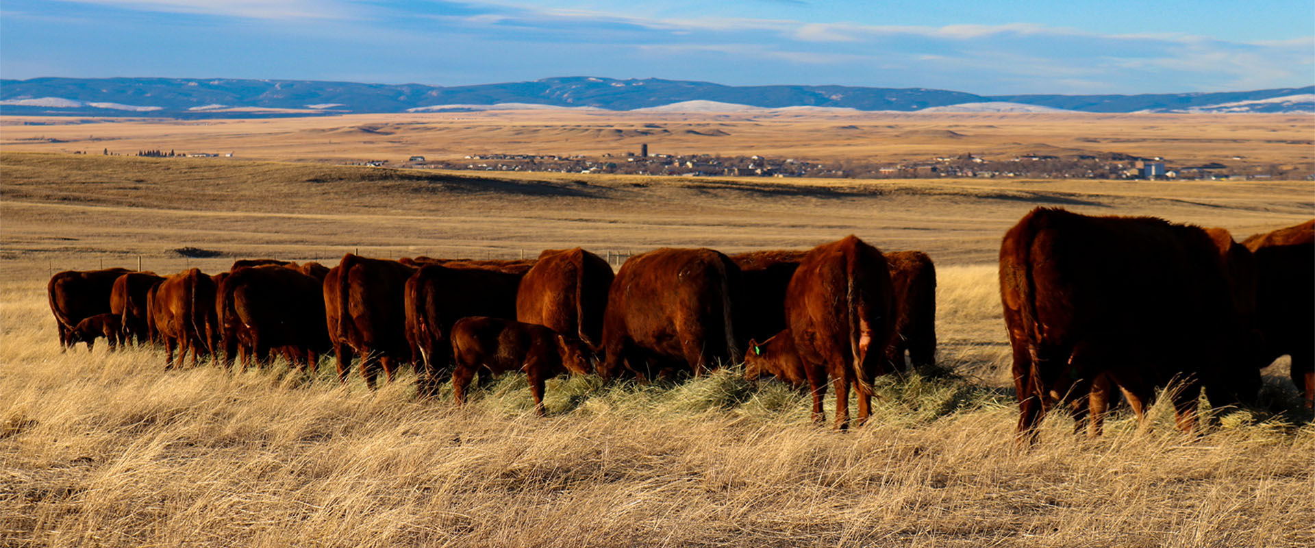 Montana Red Angus Cattle Feeding Hay Pasture