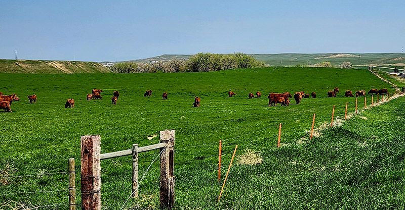 Red Angus Cows In Pasture