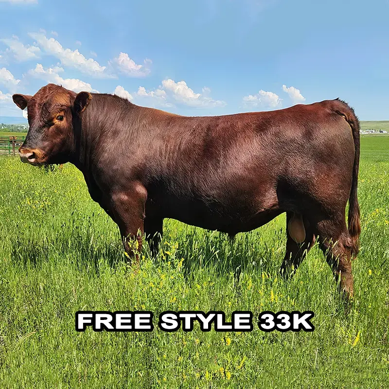 Red Angus Herd Sires Breeding Stock Montana Bulls For Sale Md.