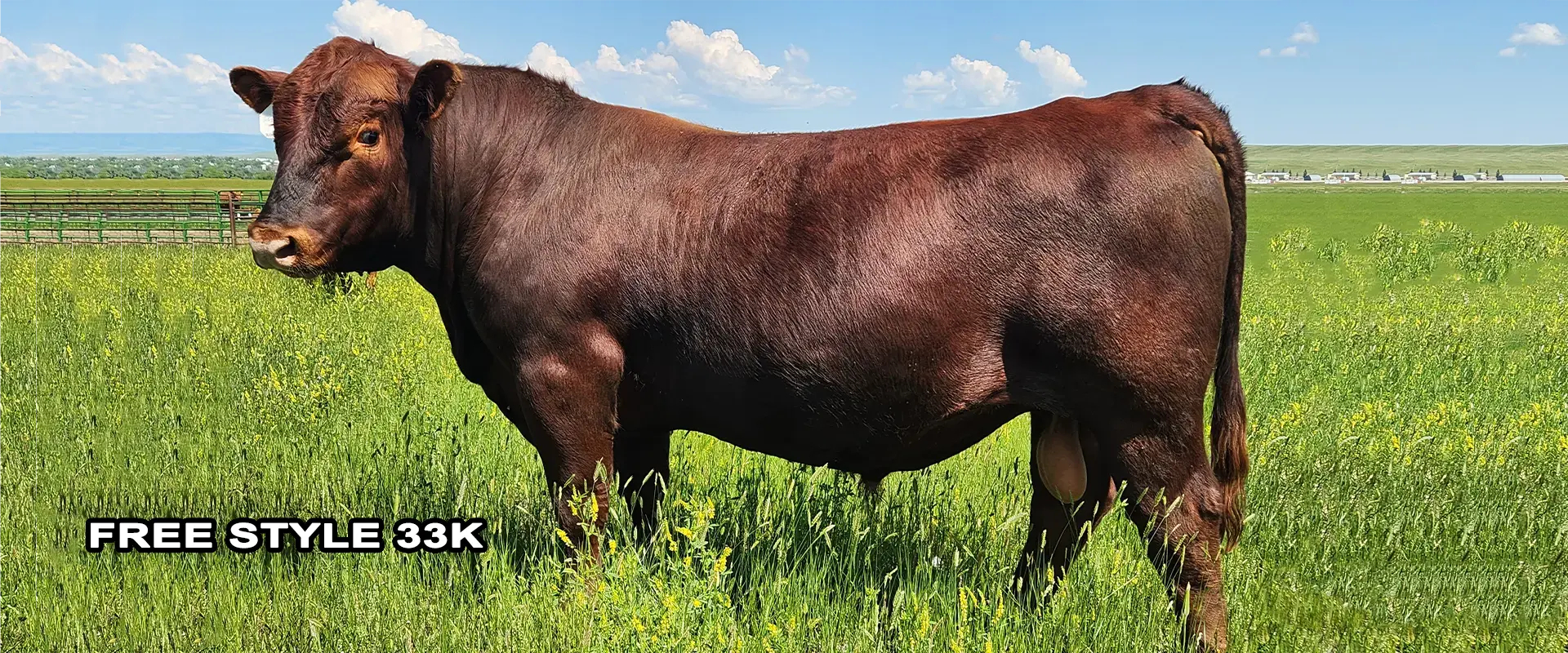 Red Angus Herd Sires Breeding Stock Montana Bulls For Sale.