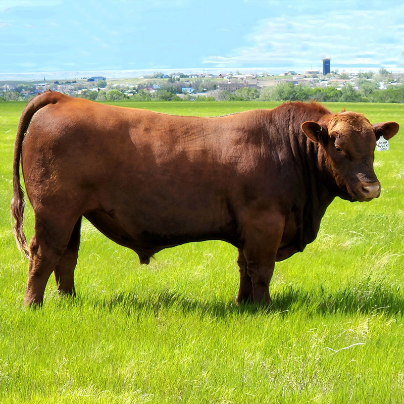 Red Angus Herd Sires Breeding Stock Montana Bulls Tablet