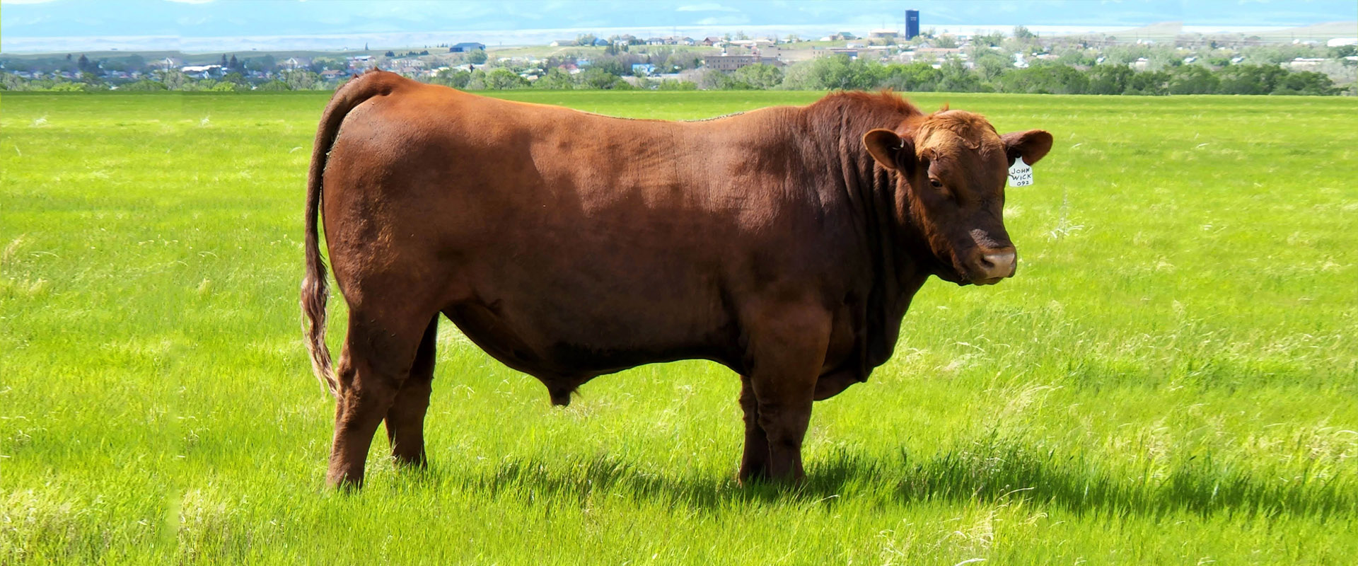 Red Angus Herd Sires Breeding Stock Montana Bulls