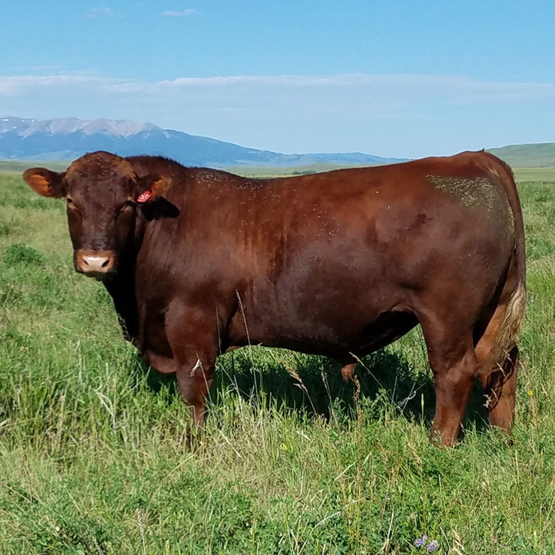 Red Angus Herd Sires Breeding Stock Montana Tablet