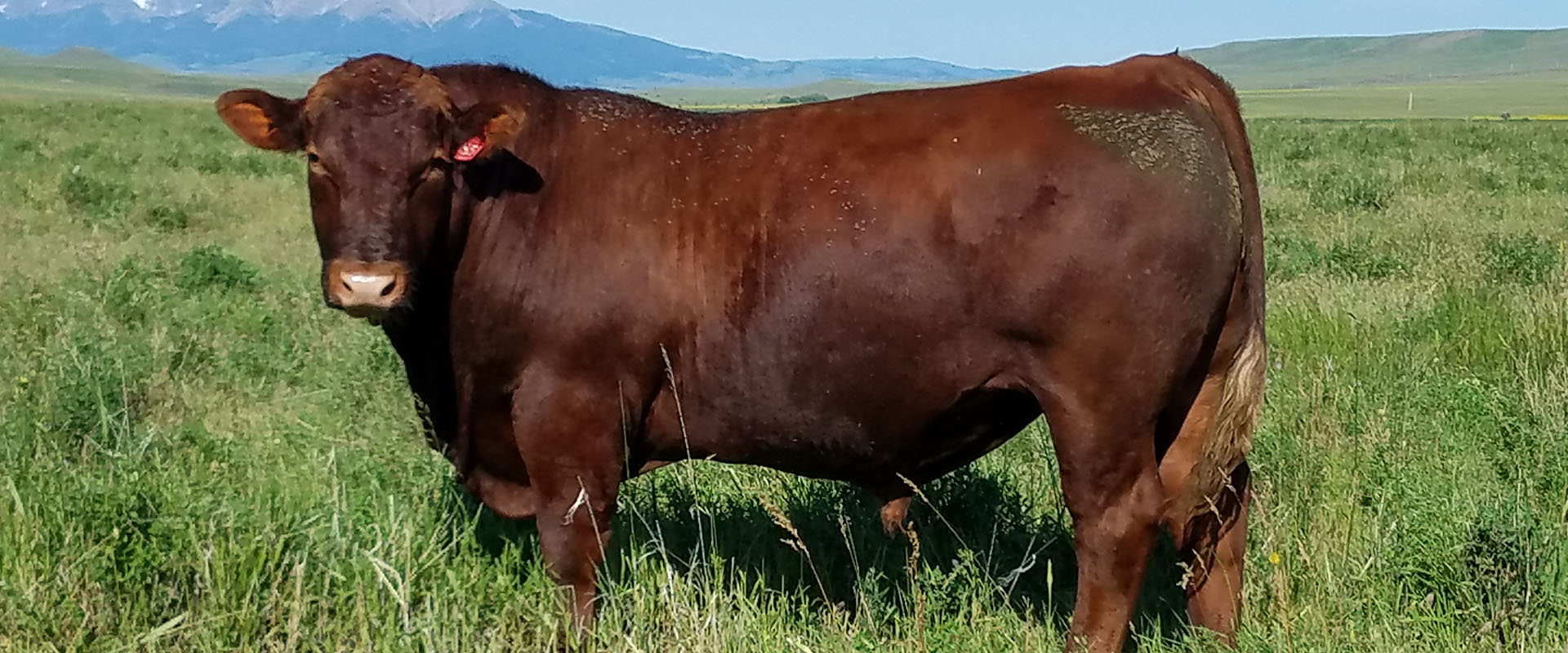 Red Angus Herd Sires Breeding Stock Montana