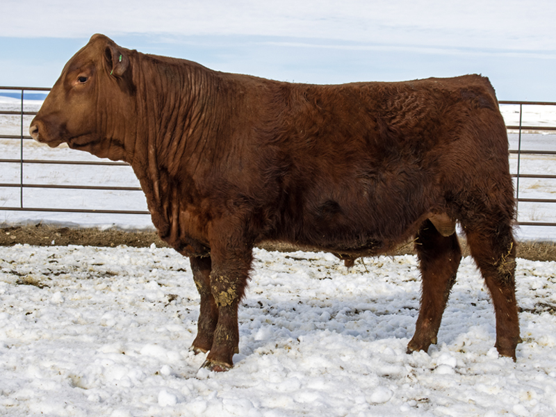 FISCHER BIG SKY STYLE 591