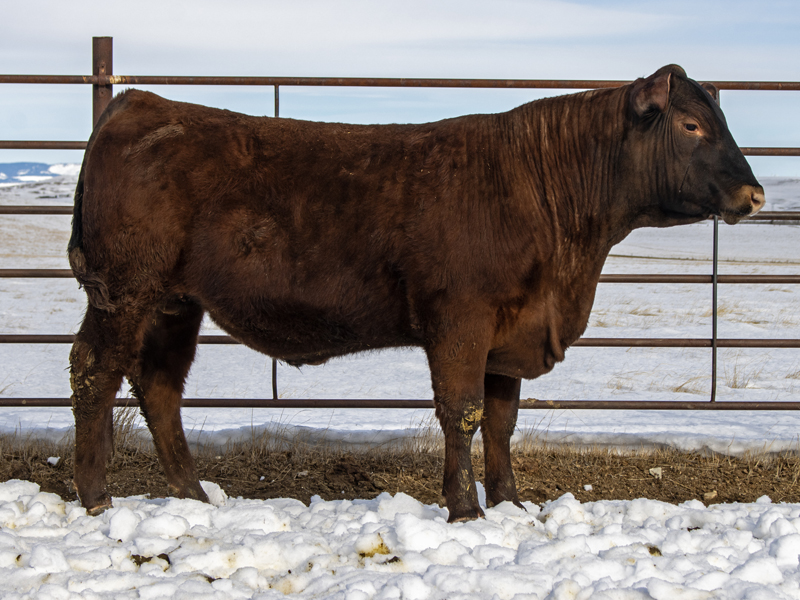 FISCHER DIVIDEND 522