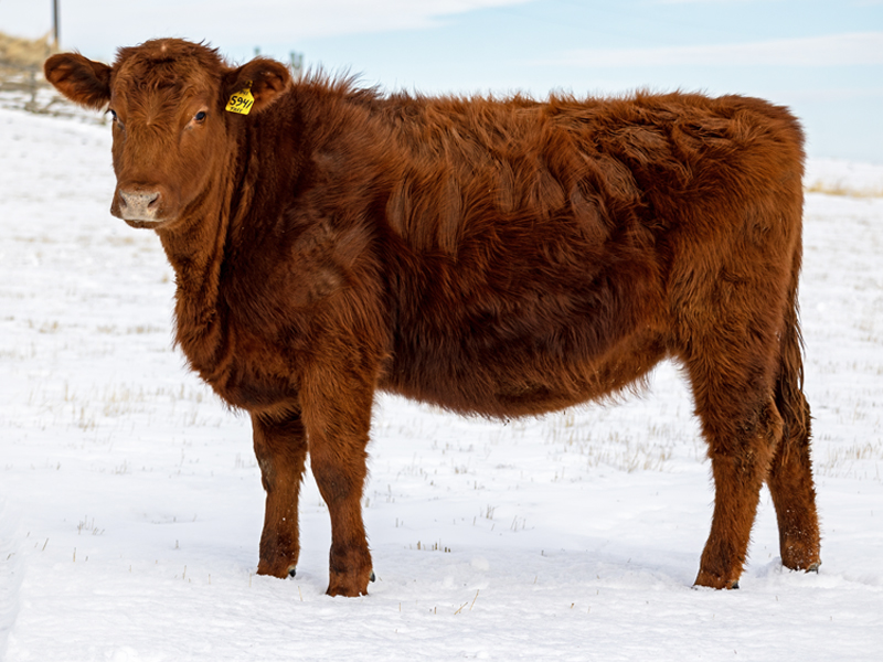 FISCHER DYNETTE 5941