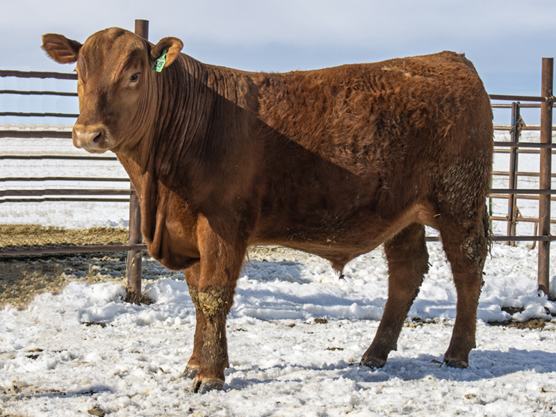 FISCHER FRANCHISE 515