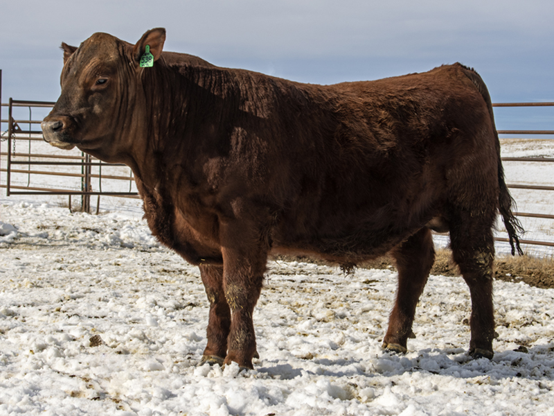 FISCHER HERDSMAN 538