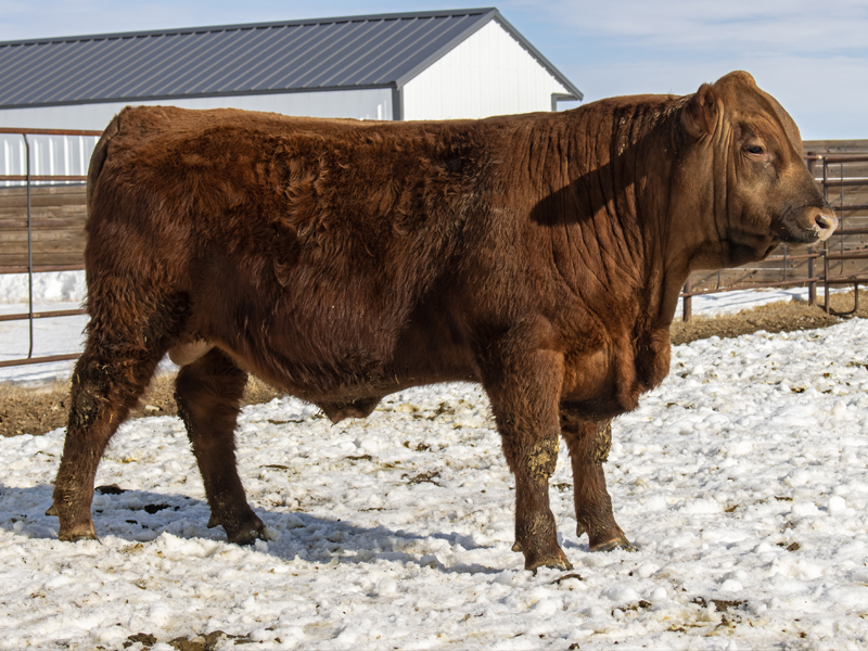 FISCHER MARSHALL 569