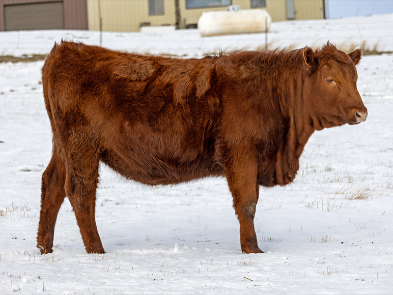 FISCHER MISS PAN 554