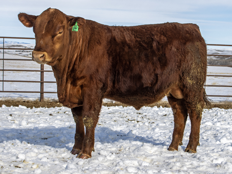 FISCHER OFF THE CUFF 581