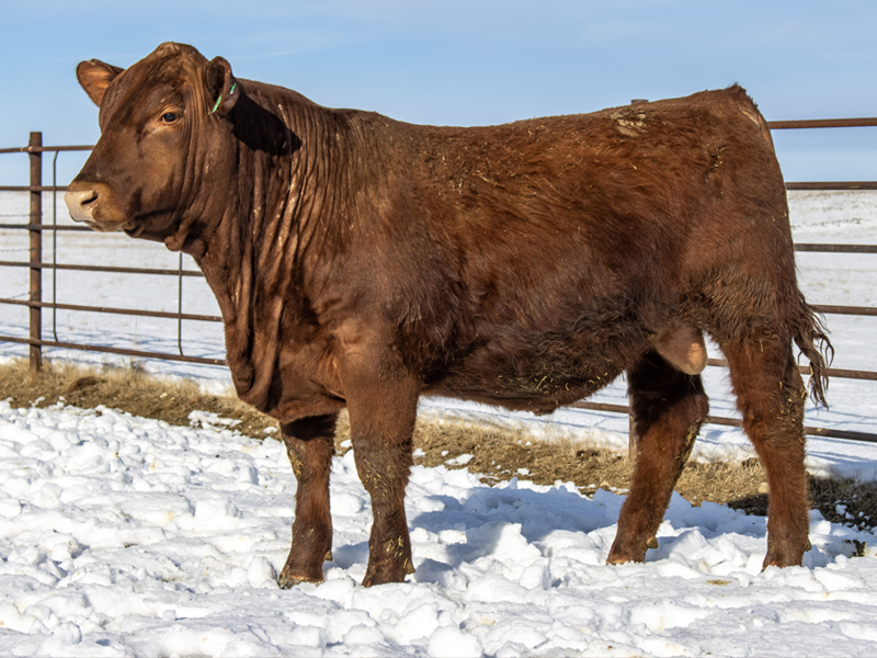 FISCHER RED RYDER 5082