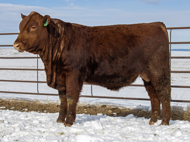 FISCHER RED STEEL 592