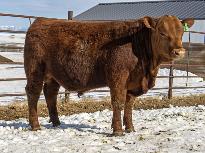 FISCHER RED VERDICT 531