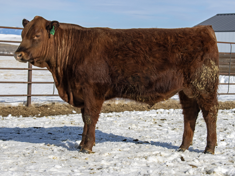 FISCHER SHEERWILL 5143