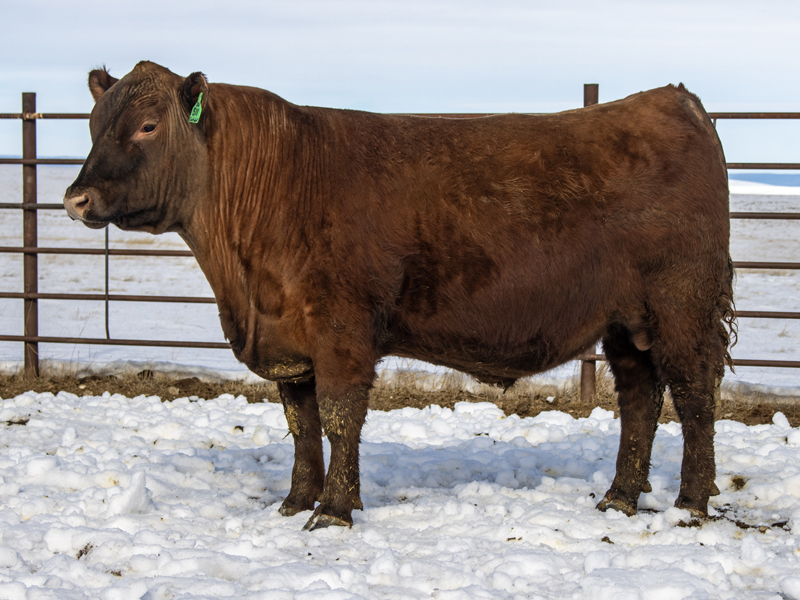 FISCHER STOCKYARD 511